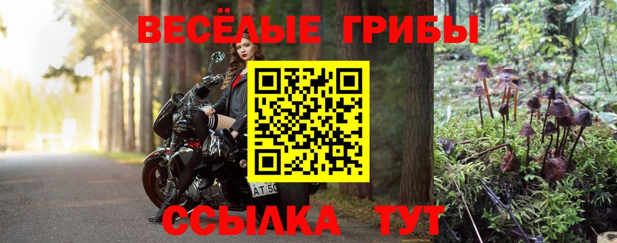 Галлюциногенные грибы Psilocybine cubensis Котовск
